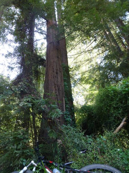 Church of the Redwoods.jpg