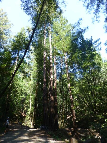 Church of the Redwoods.jpg