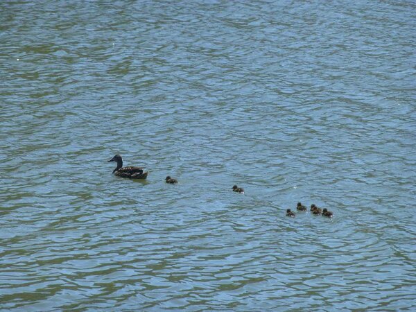 Mama and Ducklings.jpg