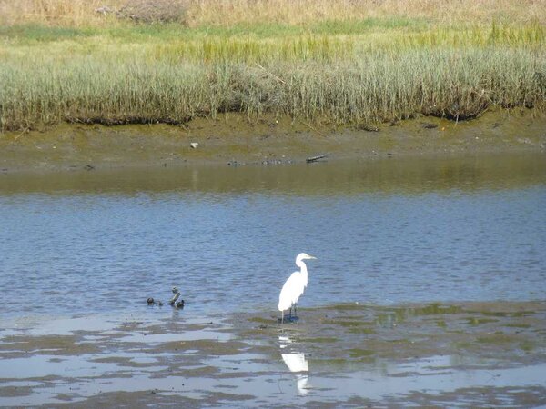 Snowy Egret.jpg