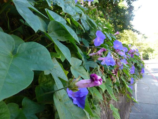 Flowers along the ride.jpg