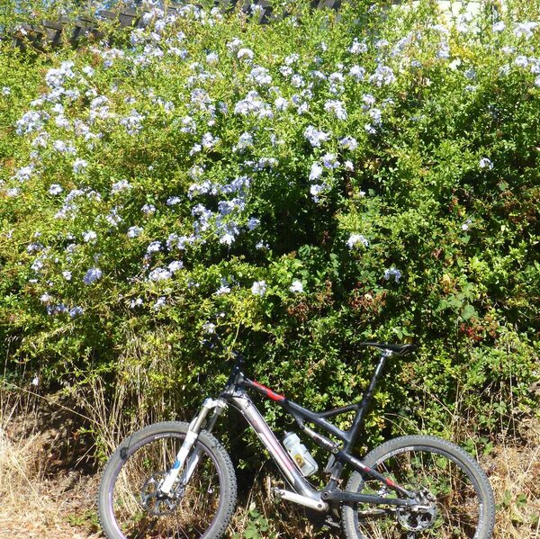 Flowers on the climb.jpg