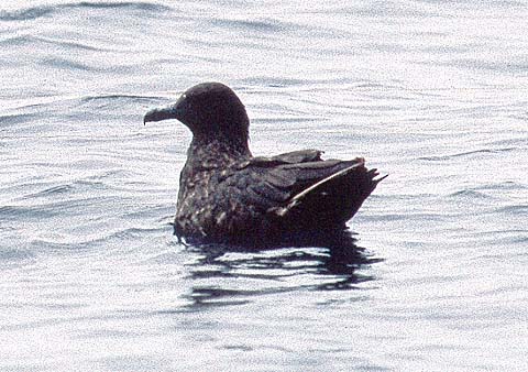 Skua by Ringle.jpg