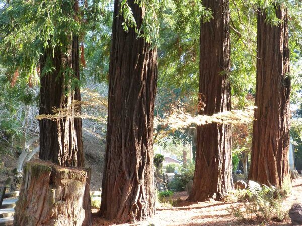 Redwood Grove.jpg