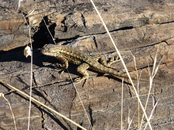 Lizard in the sun.jpg