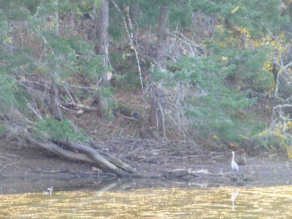 Great Blue Heron.jpg