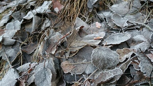 frozen leaves.JPG