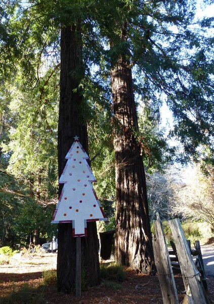 Christmas in the Redwoods.jpg