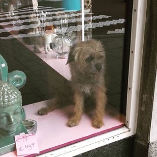 Doggie in the window.jpg