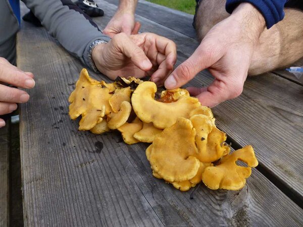 Oyster Mushrooms.jpg