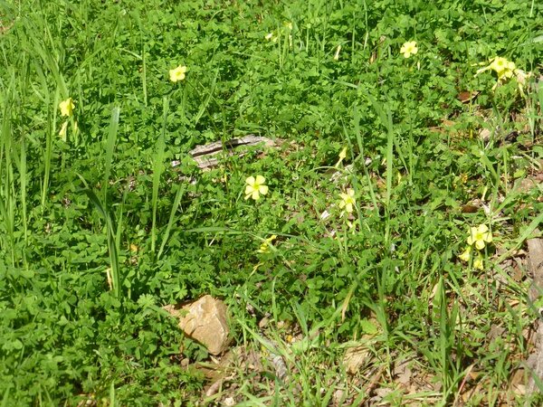 Fresh Wildflowers in February.jpg