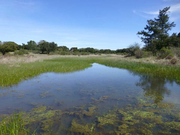 Magic Bridge Vernal Pool.jpg