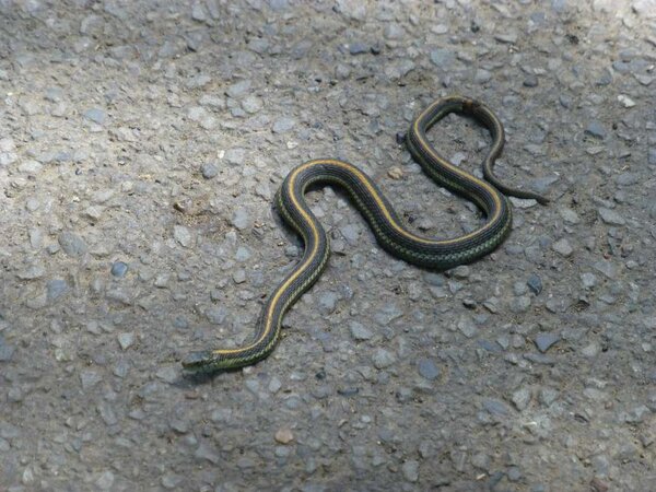 Garter Snake.jpg