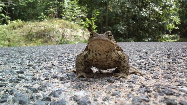 mr toad.jpg