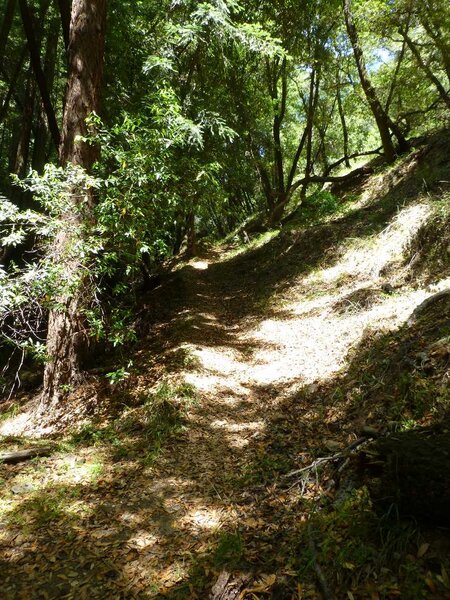 Climbing in the Redwoods.jpg