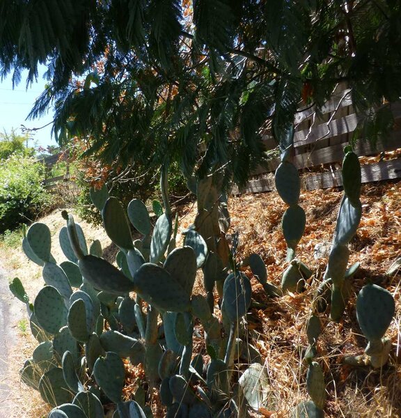 Local cactus.jpg