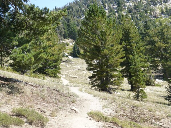 Tunnel Creek Trail 9200'.jpg