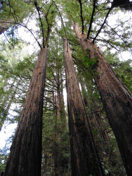 Church of the Redwoods.jpg