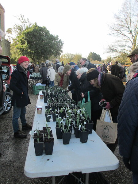 snow drop frenzy.JPG