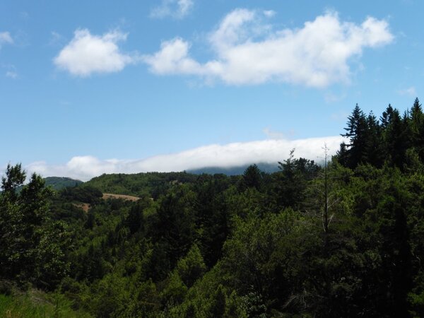 Fog over Tam.jpg