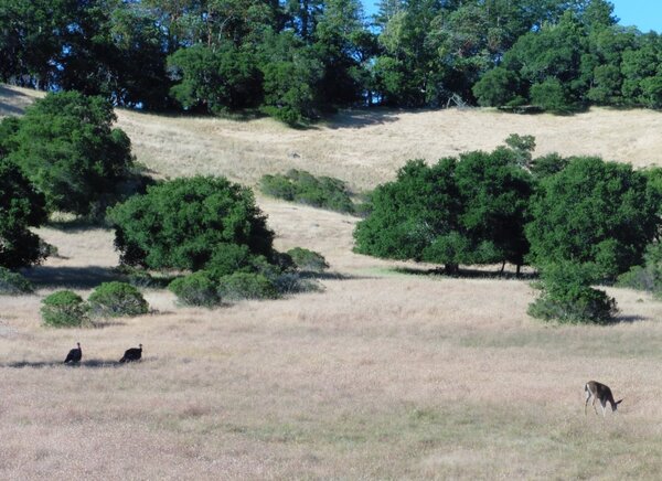 Wild Turkeys and a Deer.jpg