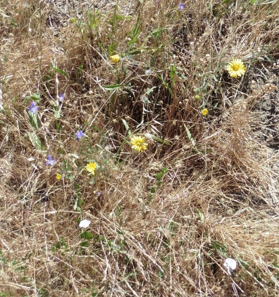 Late Spring Wildflowers.jpg