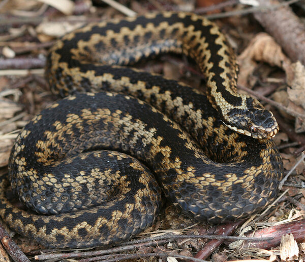 Adder - wildlifewanderer.jpg