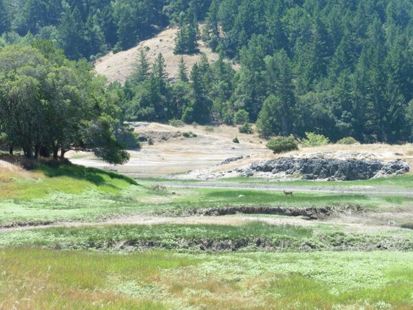 Dry inlet to Alpine Lake-with deer.jpg