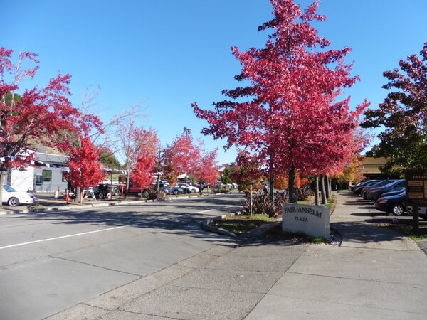 Fall colors.jpg