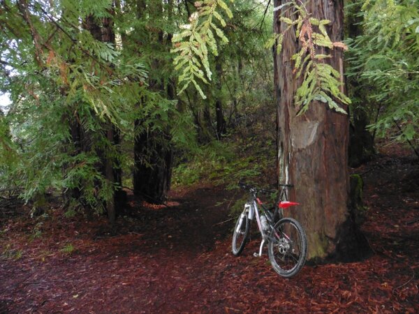 Church of the Redwoods-2.jpg