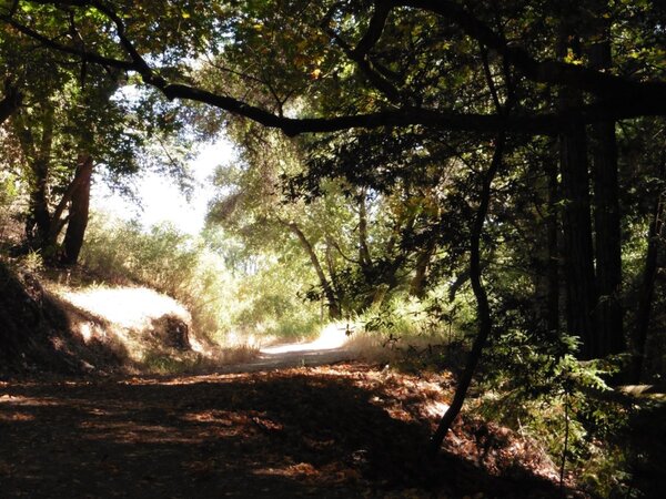 Rest stop in the deep shade.jpg