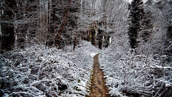 goss trail snow.jpg