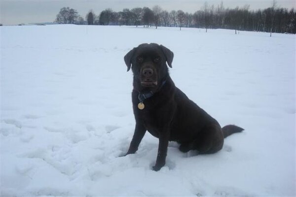 Ella and Woody in the snow Feb 2009 036 (Small).jpg