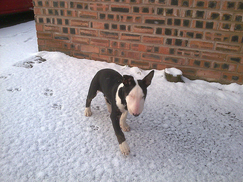 snowyretrodog.jpg