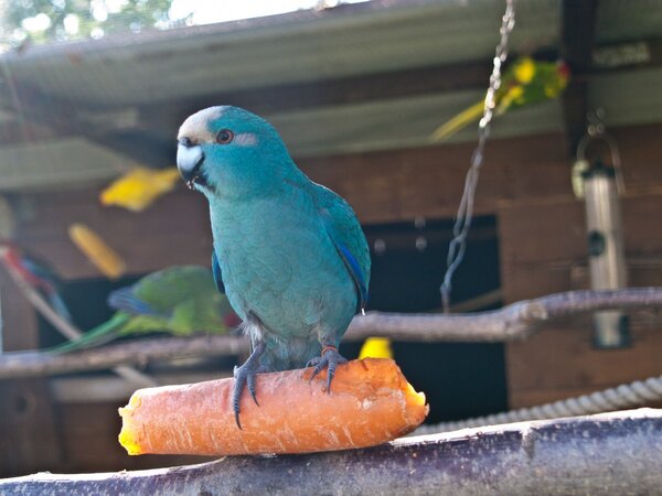 Parrot on carrot.jpg