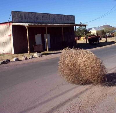 tumbleweed.JPG