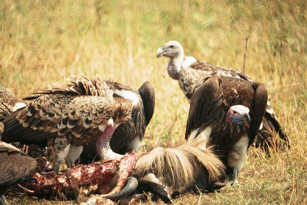 457 Vultures kill.jpg