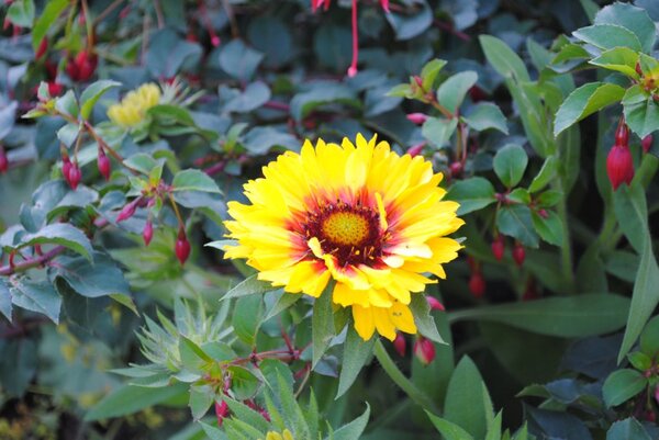 big yellow flower.jpg