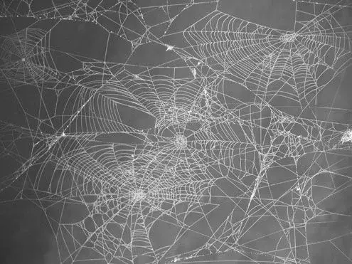 Cobwebs.webp