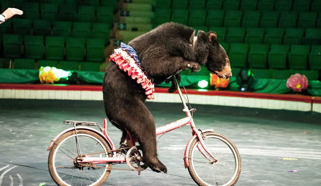 bear-riding-bike-01c08620c53a4574944cac307e72e4f7.jpg