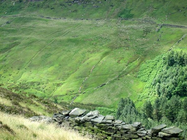 2010. Fell-Running. Holme-Moss Fell-Race. 20.jpg