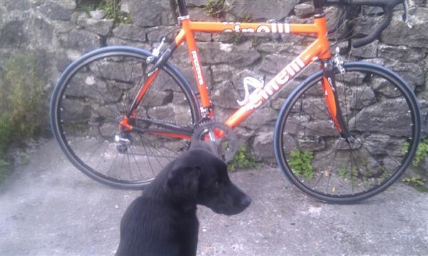 Cinelli dog (Small).jpg