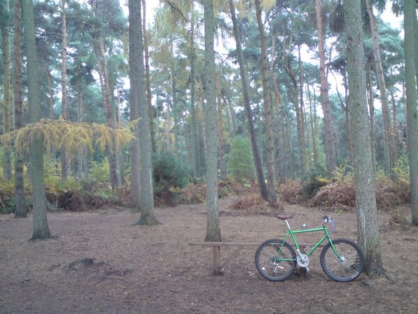 trees and a bike.jpg