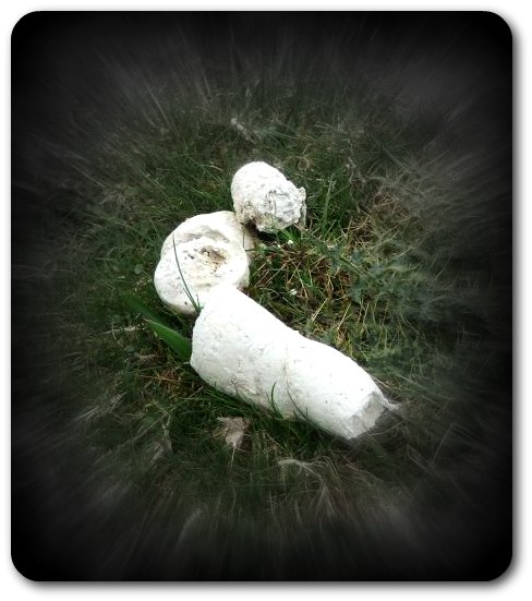 white dog poo.jpg