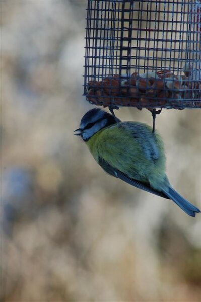 Ireland Birds 111 (Large).jpg