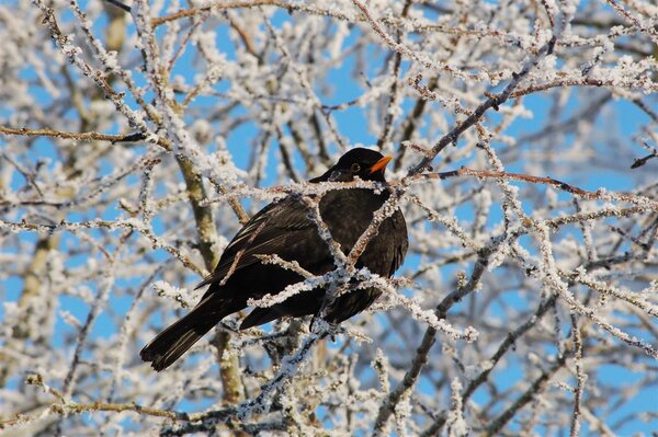 Ireland Birds 119 (Large).jpg