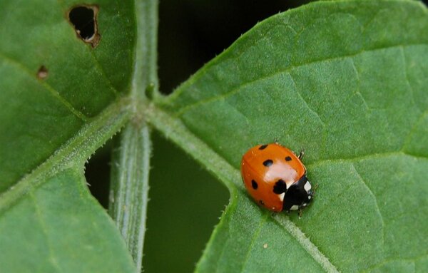 LadyBird (Large).jpg