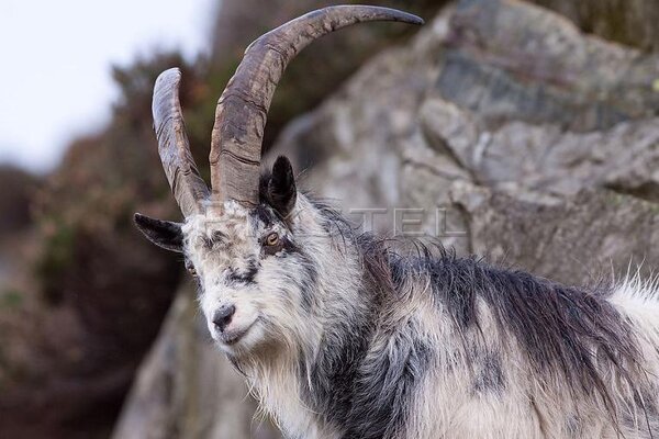 welsh-mountain-goat_picm105-10571.jpg