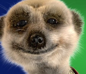 meerkat.jpg