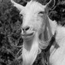 Silvergoat